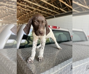 German Shorthaired Pointer Puppy for sale in WARSAW, NC, USA