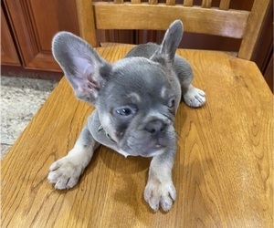 French Bulldog Puppy for sale in LAURELTON, NY, USA