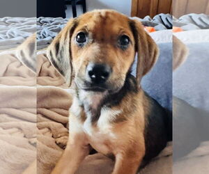 Beagle-Unknown Mix Dogs for adoption in Germantown, OH, USA