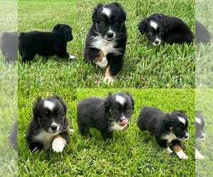 Miniature Australian Shepherd Puppy for sale in BROOKER, FL, USA