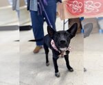 Small #2 Mutt