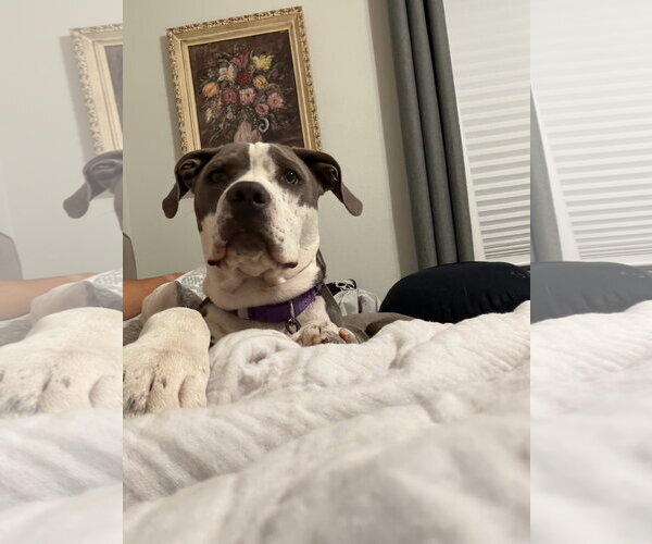 Medium Photo #1 Mutt Puppy For Sale in Goodyear, AZ, USA