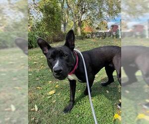 German Shepherd Dog-Unknown Mix Dogs for adoption in Saegertown , PA, USA