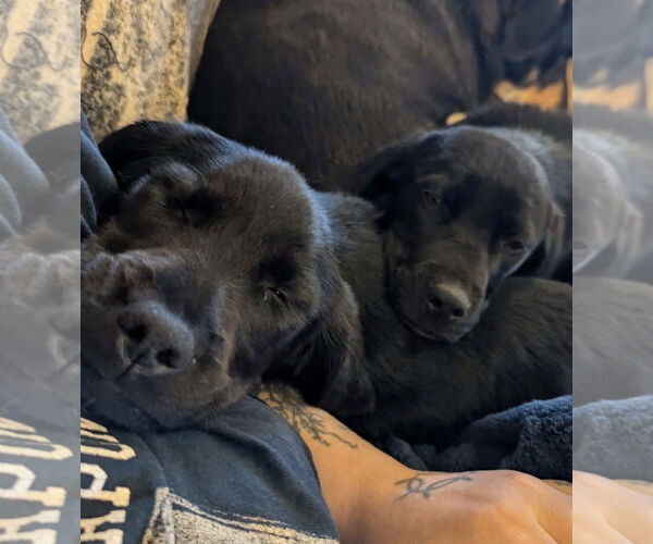 Medium Photo #2 Golden Labrador Puppy For Sale in MIDWAY, UT, USA