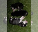 Small Photo #47 Siberian Husky Puppy For Sale in ALTON, IL, USA