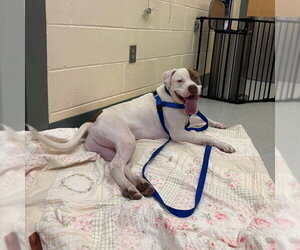 Mutt Dogs for adoption in Boston, MA, USA