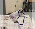 ROCKET - Male Mutt Dog for Adoption - Small photo