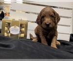 Puppy 4 Goldendoodle-Poodle (Standard) Mix