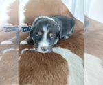 Small Photo #1 Australian Shepherd Puppy For Sale in TAYLOR, TX, USA