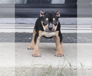 American Bully Puppy for sale in CHAMPAIGN, IL, USA