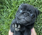 Puppy Poppy Pug