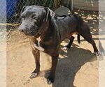 Small #11 Labrador Retriever Mix