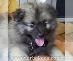 Small Photo #38 Keeshond Puppy For Sale in FAYETTEVILLE, TN, USA