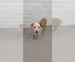 Chihuahua-Unknown Mix Dogs for adoption in San Bernardino, CA, USA