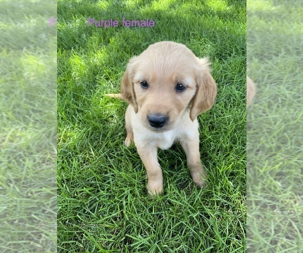 Medium Photo #1 Golden Retriever Puppy For Sale in MALINTA, OH, USA