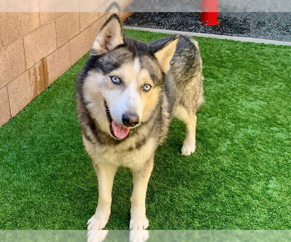 Medium Photo #2 Siberian Husky-Unknown Mix Puppy For Sale in Moreno Valley, CA, USA
