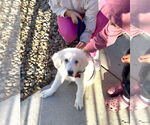 Small Photo #5 Great Pyrenees-Unknown Mix Puppy For Sale in Grafton, WI, USA