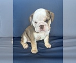 Small #7 English Bulldog