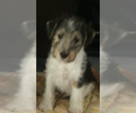 Puppy 2 Wire Fox Terrier