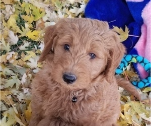 Goldendoodle Puppy for sale in MERIDIAN, ID, USA