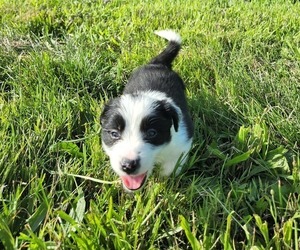 Border Collie Puppy for sale in SAVOY, IL, USA