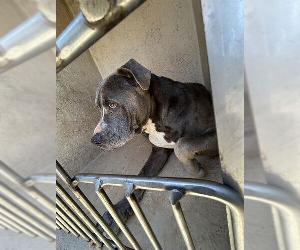 Medium Photo #1 Mutt Puppy For Sale in Oklahoma City, OK, USA