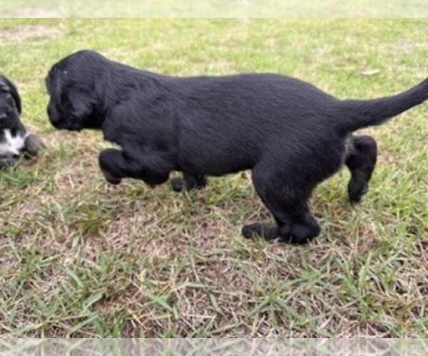 Medium Photo #4 Afghan Hound Puppy For Sale in VIDALIA, GA, USA