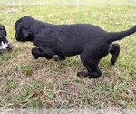Small #3 Afghan Hound
