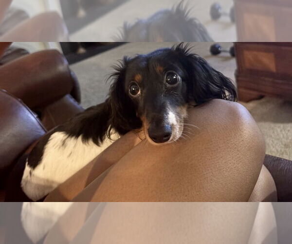 Medium Photo #2 Dachshund Puppy For Sale in Mooresville, NC, USA