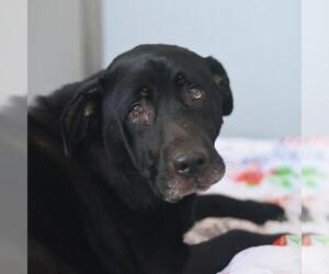 Mastiff-Unknown Mix Dogs for adoption in San Antonio, TX, USA