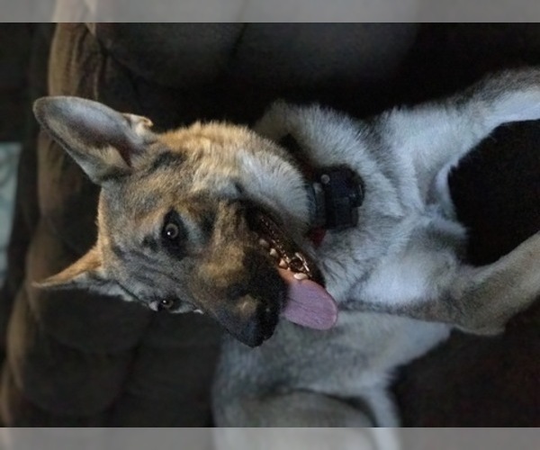 Medium Photo #1 German Shepherd Dog Puppy For Sale in CLEAR LAKE, IA, USA