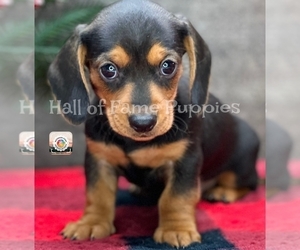 Dachshund Puppy for sale in LOUDONVILLE, OH, USA