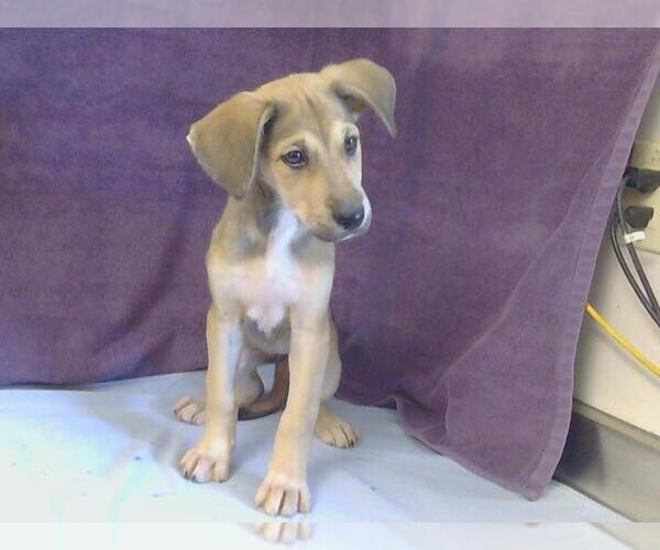 Medium Photo #1 German Shepherd Dog-Unknown Mix Puppy For Sale in Sacramento, CA, USA