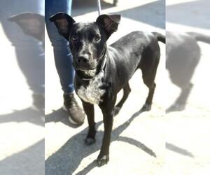 Labrador Retriever Dogs for adoption in Bakersfield, CA, USA