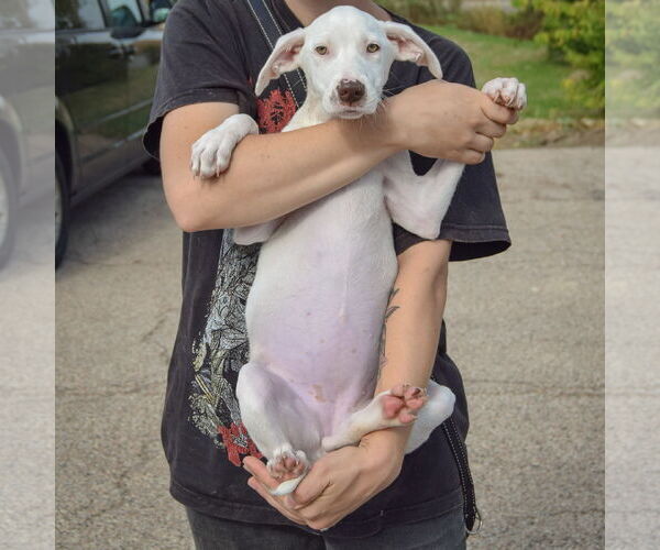 Medium Photo #4 Borador Puppy For Sale in Huntley, IL, USA