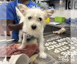 Small #1 Mutt