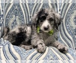 Small Photo #9 Old English Sheepdog-Poodle (Miniature) Mix Puppy For Sale in LAKELAND, FL, USA