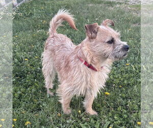 Mutt Dogs for adoption in Brooklyn Center, MN, USA