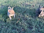 Small Photo #4 Chihuahua Puppy For Sale in CHARLESTON, SC, USA