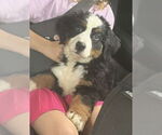 Small #1 Bernese Mountain Dog