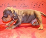 Small Photo #8 American Bully Puppy For Sale in TRENTON, NJ, USA