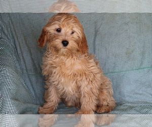 Cavalier King Charles Spaniel-Poodle (Standard) Mix Puppy for sale in SHILOH, OH, USA