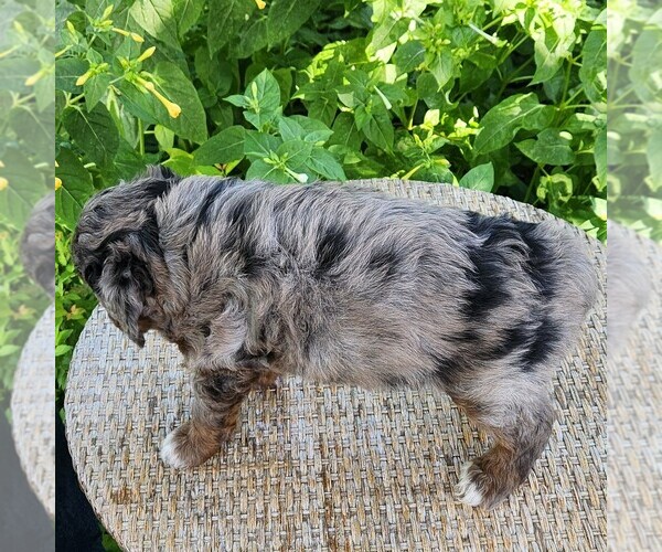 Medium Photo #9 F2 Aussiedoodle Puppy For Sale in COLUMBIA, TN, USA