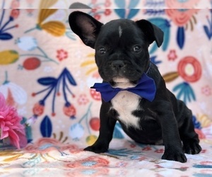 French Bulldog Puppy for sale in LANCASTER, PA, USA