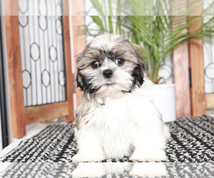 Medium Shih Tzu