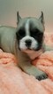 Small Photo #5 French Bulldog Puppy For Sale in PHILA, PA, USA