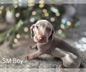 Weimaraner Puppy for sale in BROOKSVILLE, KY, USA