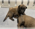 Small Photo #153 Belgian Malinois Puppy For Sale in REESEVILLE, WI, USA