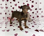 Small #4 Doberman Pinscher