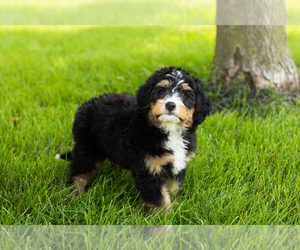 Bernedoodle (Miniature) Puppy for sale in SHIPSHEWANA, IN, USA